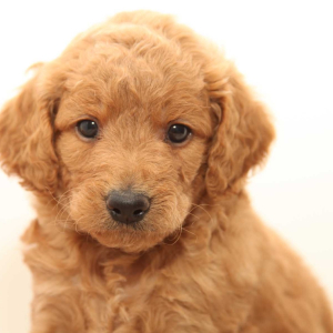 Goldendoodle Puppy Chef