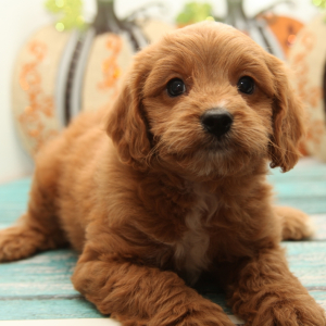 Cavapoo Puppy Paxton