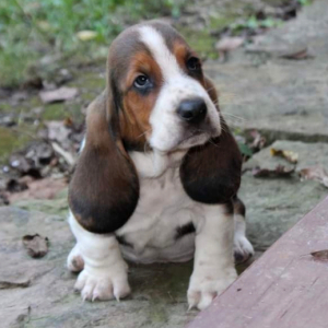 Basset Hound Puppy Ben