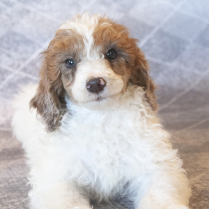 Poodle Puppy Luke
