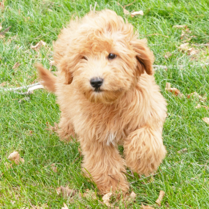 Goldendoodle Puppy Ray Ray