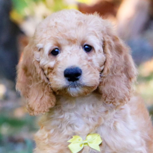 Goldendoodle Puppy Griffin
