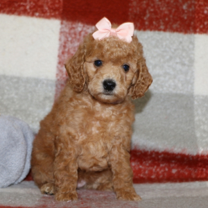 Poodle Puppy Babette