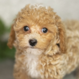 Poodle Puppy Lenon