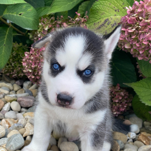 Siberian Husky Puppy Ralph