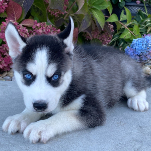 Siberian Husky Puppy Ralph