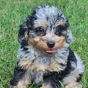 Poodle Puppy Rya