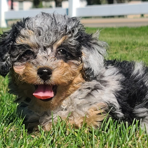 Poodle Puppy Rya