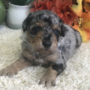 Aussiedoodle Puppy Niko