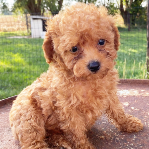 Poodle Puppy Arial