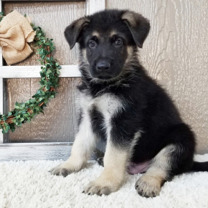German Shepherd Dog Puppy Zaire