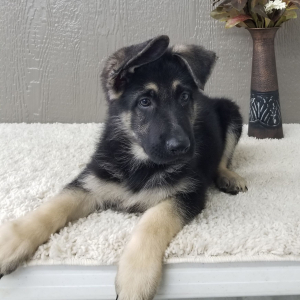 German Shepherd Dog Puppy Zaire