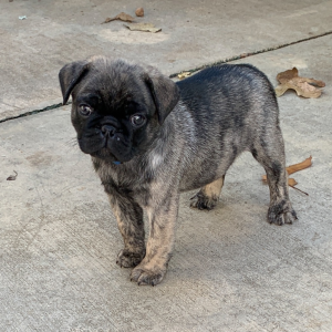 Pug Puppy Samuel