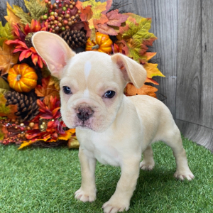 French Bulldog Puppy Brodie