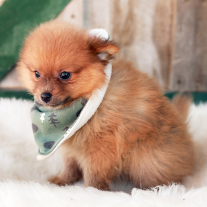 Pomeranian Puppy Elliot