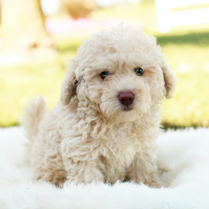 Peekapoo Puppy Kai