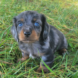 Dachshund Puppy Sire