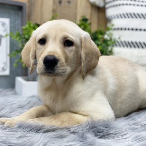 Labrador Retriever Puppy Mila