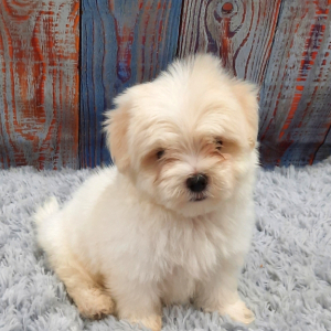 Maltese Puppy Teddy