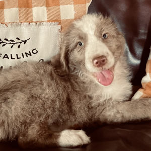 Aussiedoodle Puppy Max