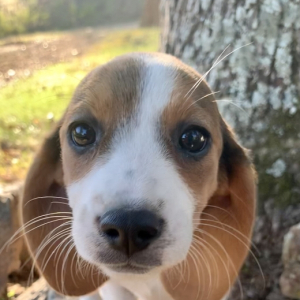 Beagle Puppy Ginger