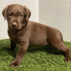 Labrador Retriever Puppy Silas