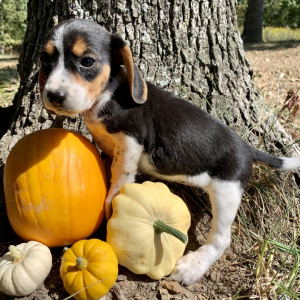 Beagle Puppy Mini