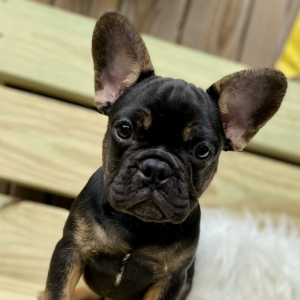 French Bulldog Puppy Spartan