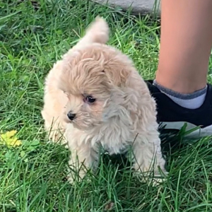 Maltipoo Puppy Trudy