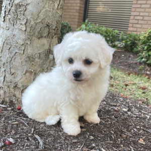 Bichon Frise Puppy Molly