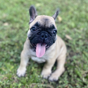 French Bulldog Puppy Denver