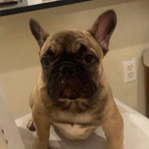 French Bulldog Puppy Denver