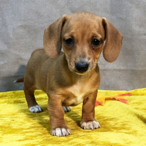 Dachshund Puppy Cuddles