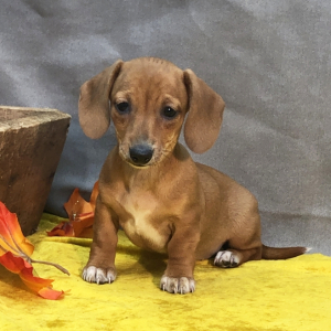 Dachshund Puppy Cuddles