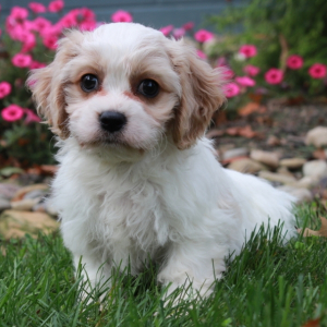 Cavachon Puppy Olivia