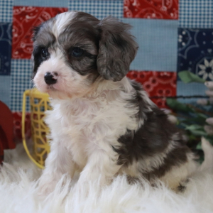 Cavapoo Puppy Kevin