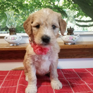 Goldendoodle Puppy Sunny