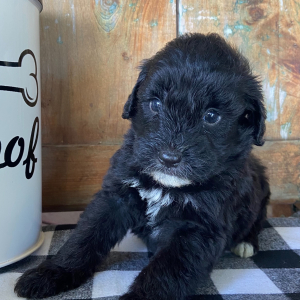 Labradoodle Puppy Daisy