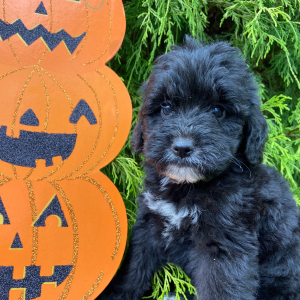 Labradoodle Puppy Daisy