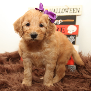 Goldendoodle Puppy Paislee