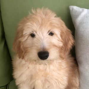 Goldendoodle Puppy Paislee