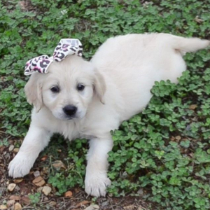 Golden Retriever Puppy Megan