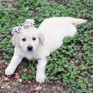 Golden Retriever Puppy Megan