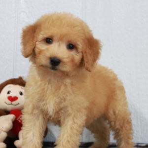 Goldendoodle Puppy Paige