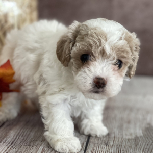 Shihpoo Puppy Lucas