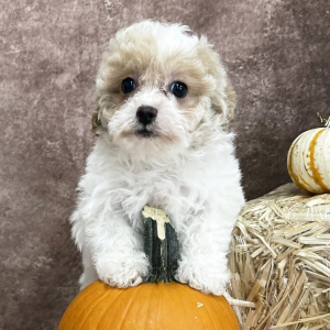 Shihpoo Puppy Lucas