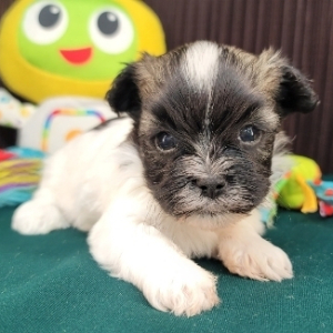 Havanese Puppy Macon