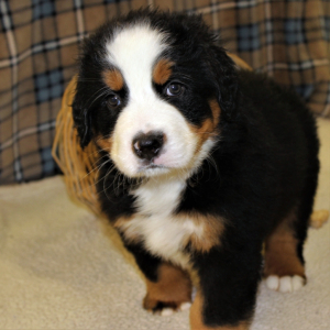 Bernese Mountain Dog Puppy Skip