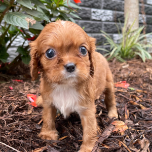 Cavalier King Charles Spaniel Puppy Chelsea