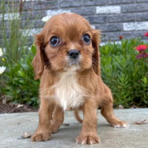 Cavalier King Charles Spaniel Puppy Chelsea
